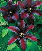 Perennials