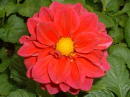 Annuals