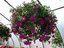 Hanging Baskets