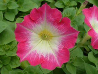 Petunias